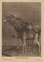 Ostpreu&szlig;en-Postkarte