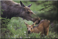 Kuh mit Kalb