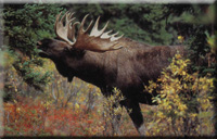 Flehmen